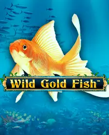Wild Gold Fish